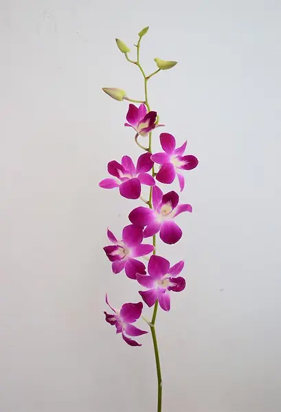 Dendrobium Orchids - 10 stem ASR