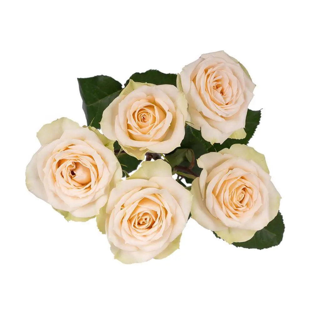 Spray Roses Peach Volans 