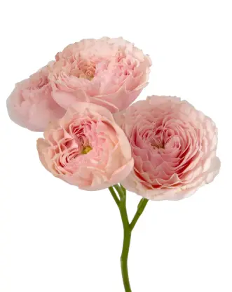 Spray Roses Pink Celia X-Press