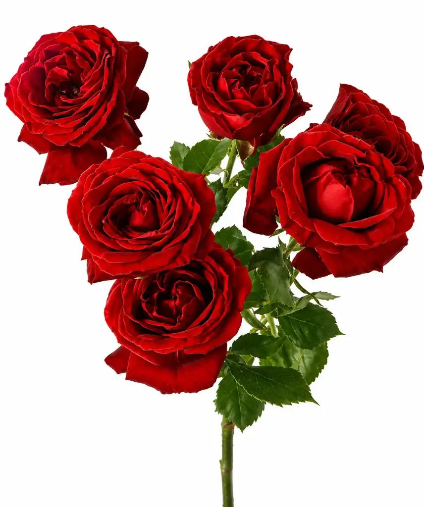 Spray Garden Roses Red Fibonacci Rosso 