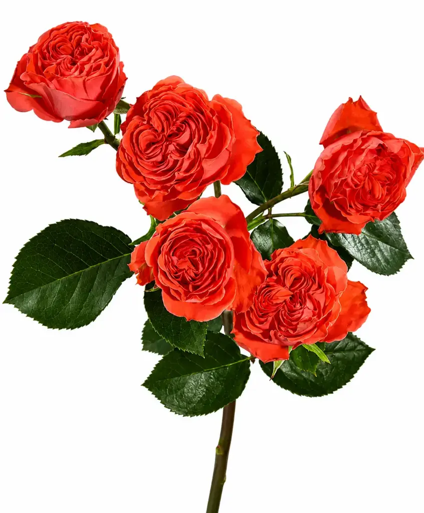  Spray Roses Orange Trendsetter 