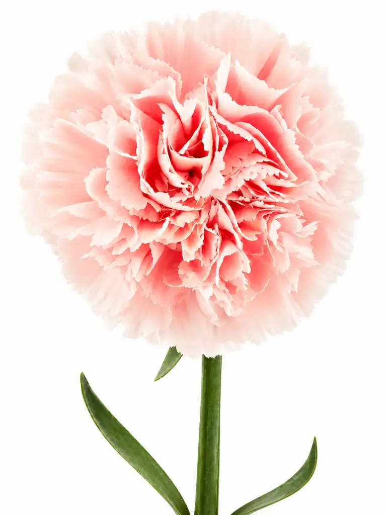 LG Carnations Pink Charisma 