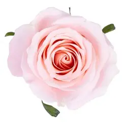 50cm Roses Light Pink Madonna 