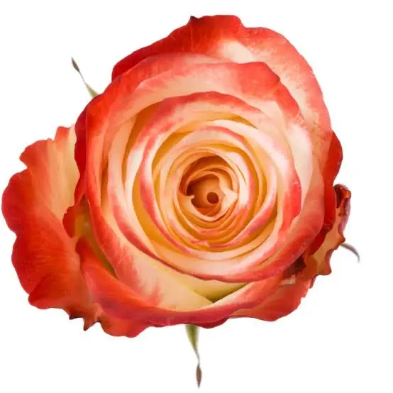 40cm Roses Bi-Color Red/White Farfalla 