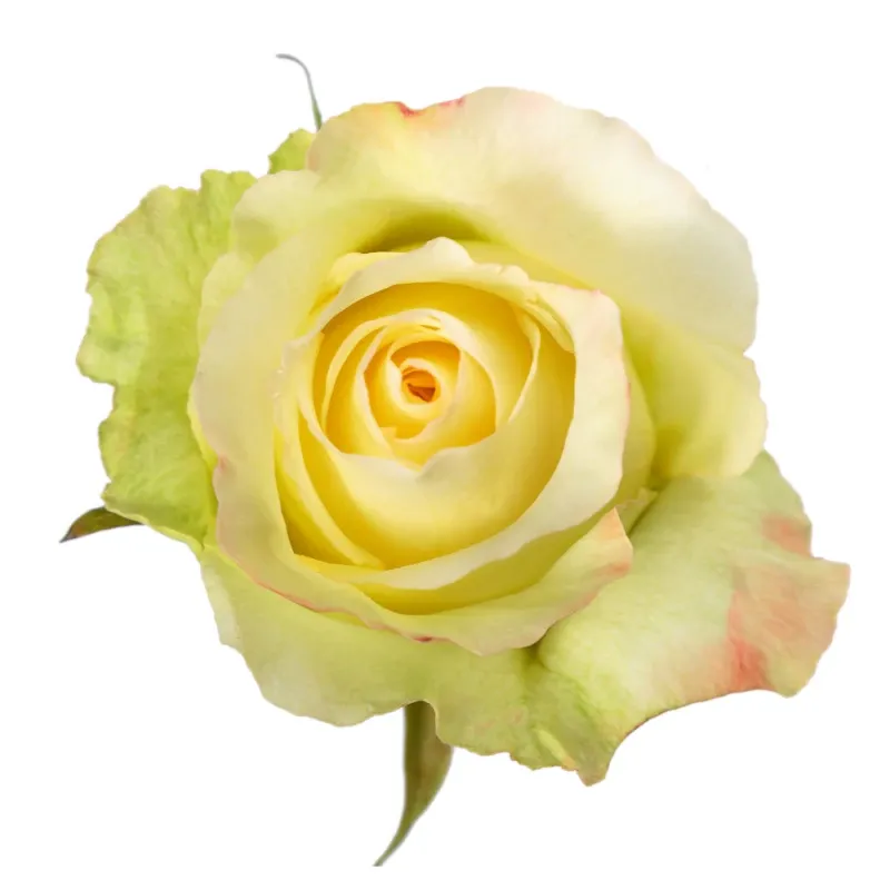 40cm Roses Bi-Color White/Red Abudabe