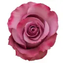 50cm Roses Lavender Govinda 