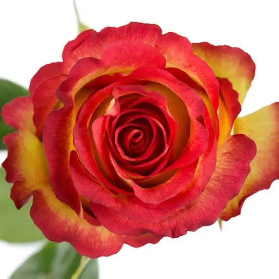 50cm Roses Red/Yellow Flame Iguaza