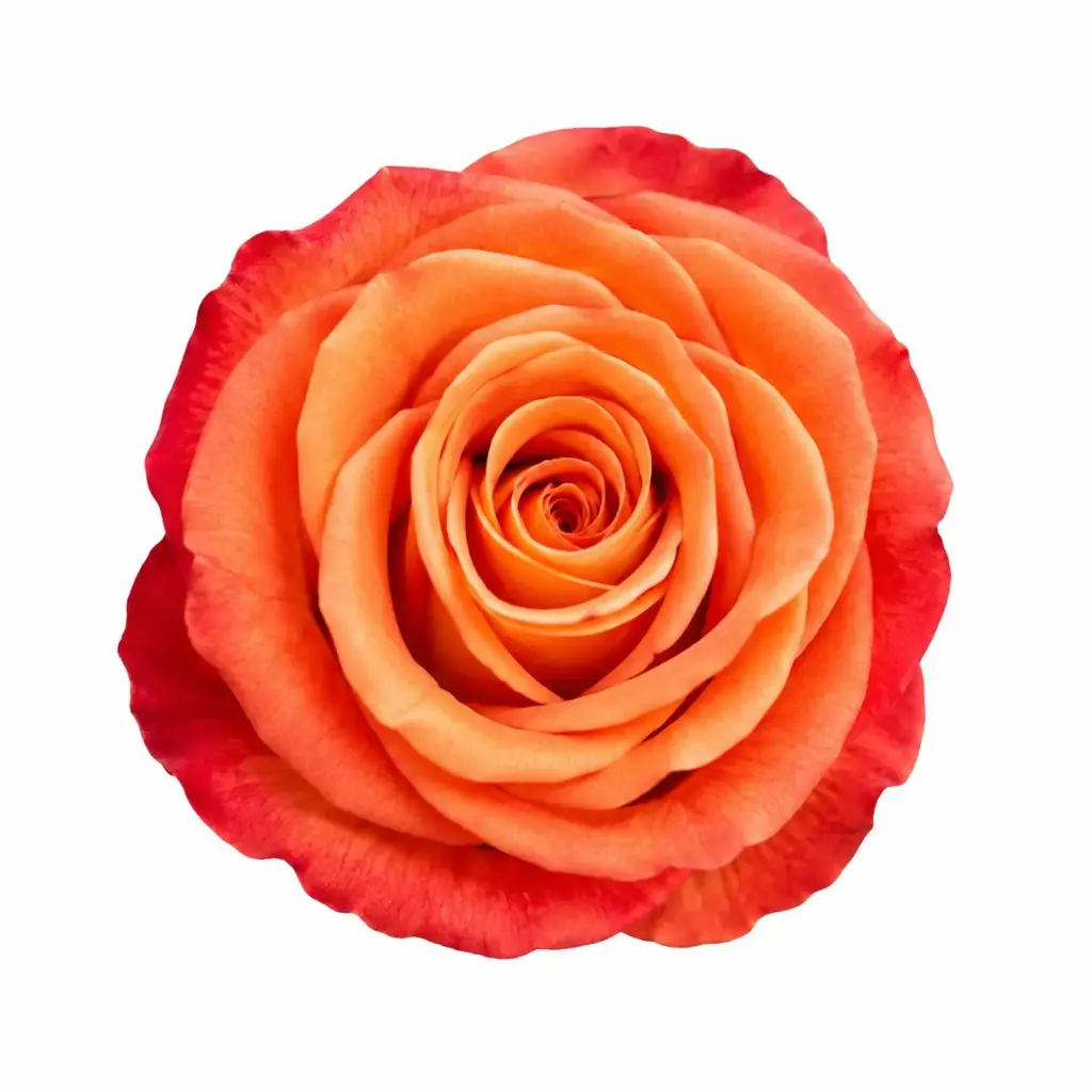 50cm Roses Peach Coral Reef 