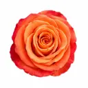 50cm Roses Peach Coral Reef 