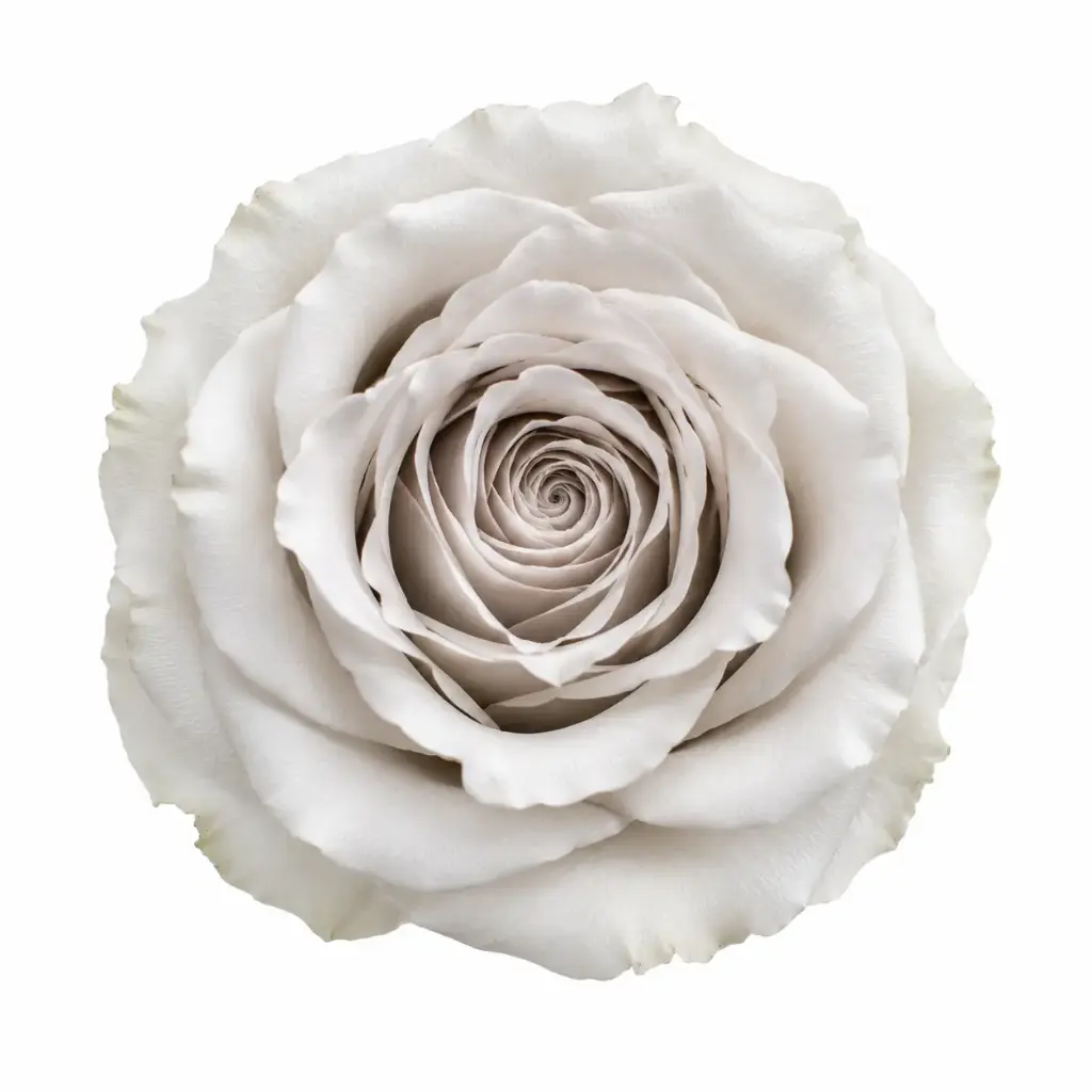 50cm Roses Earl Grey 