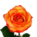 50cm Roses Yellow/Orange High & Magic