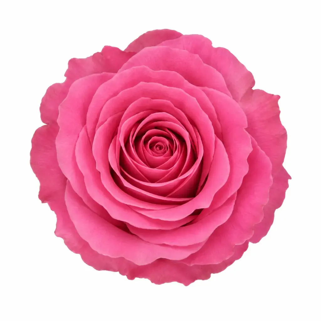 50cm Roses Pink Water Game 