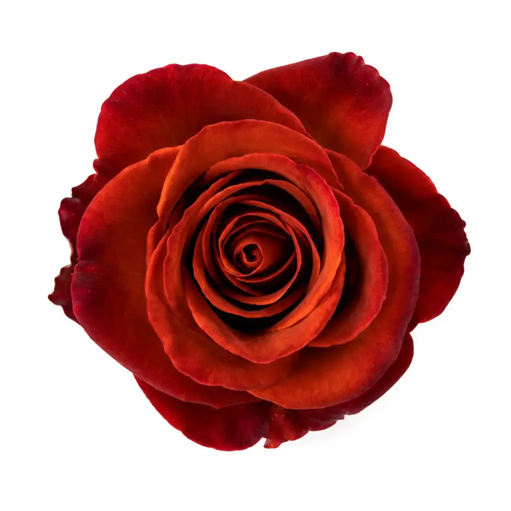 50cm Roses Brown Cafe Del Mar 