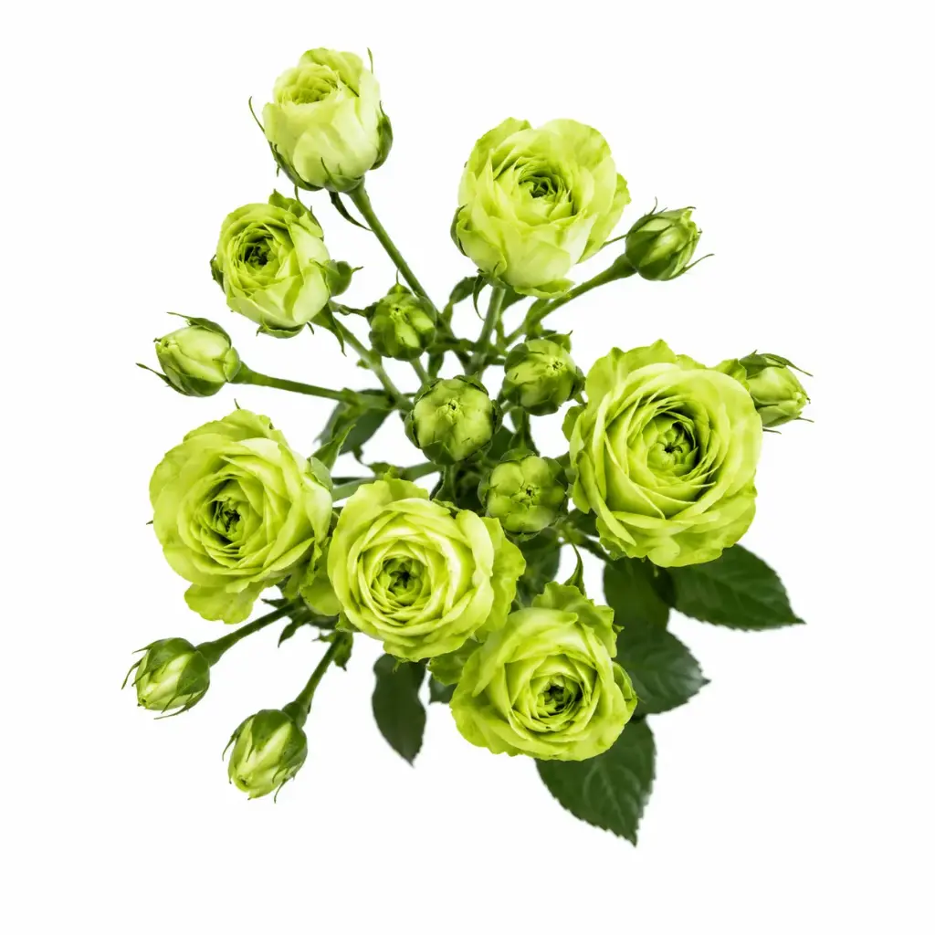 Spray Roses Green Wild Eclair 