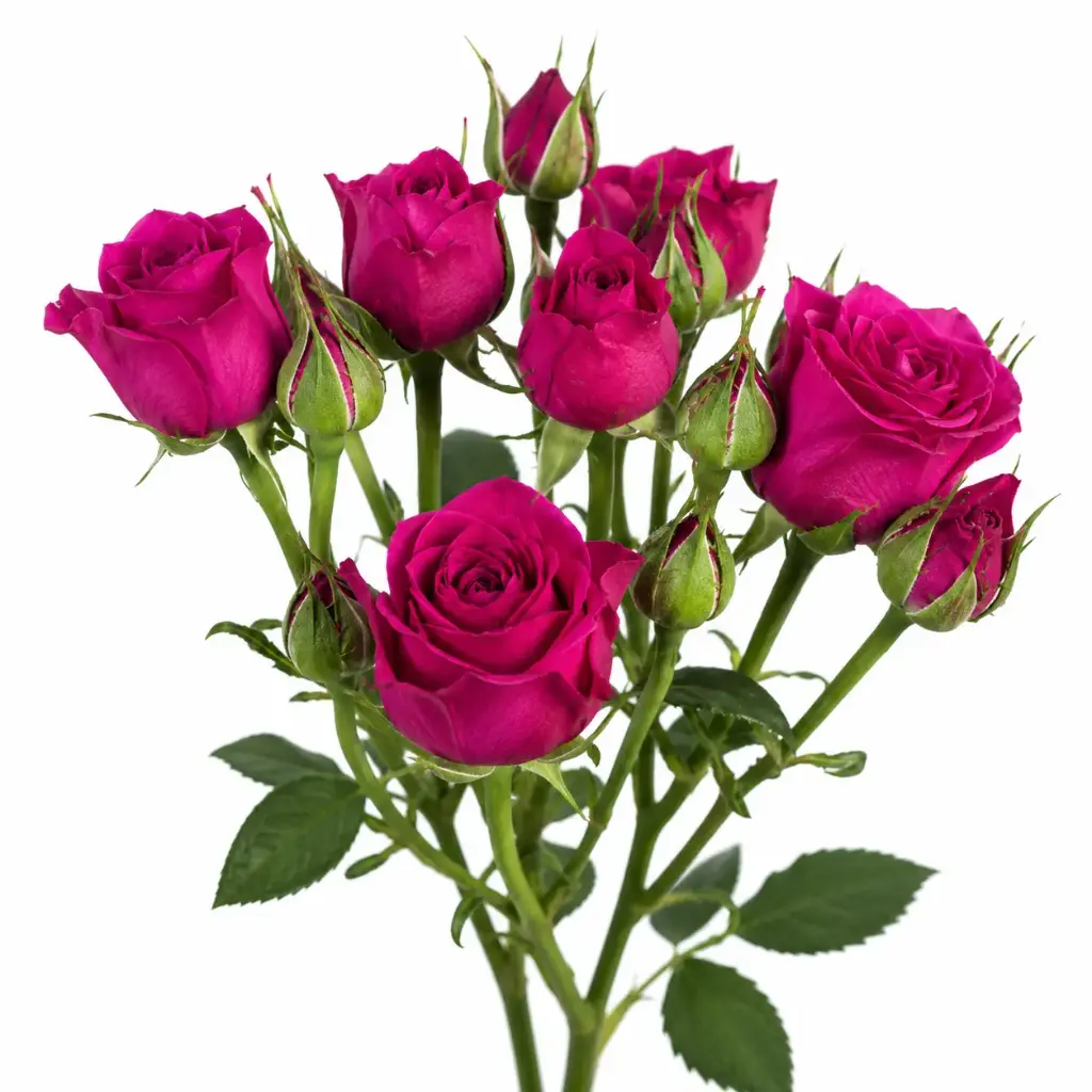 Spray Roses Gem Star 