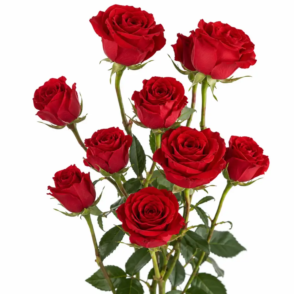 Spray Roses Red Mikado 