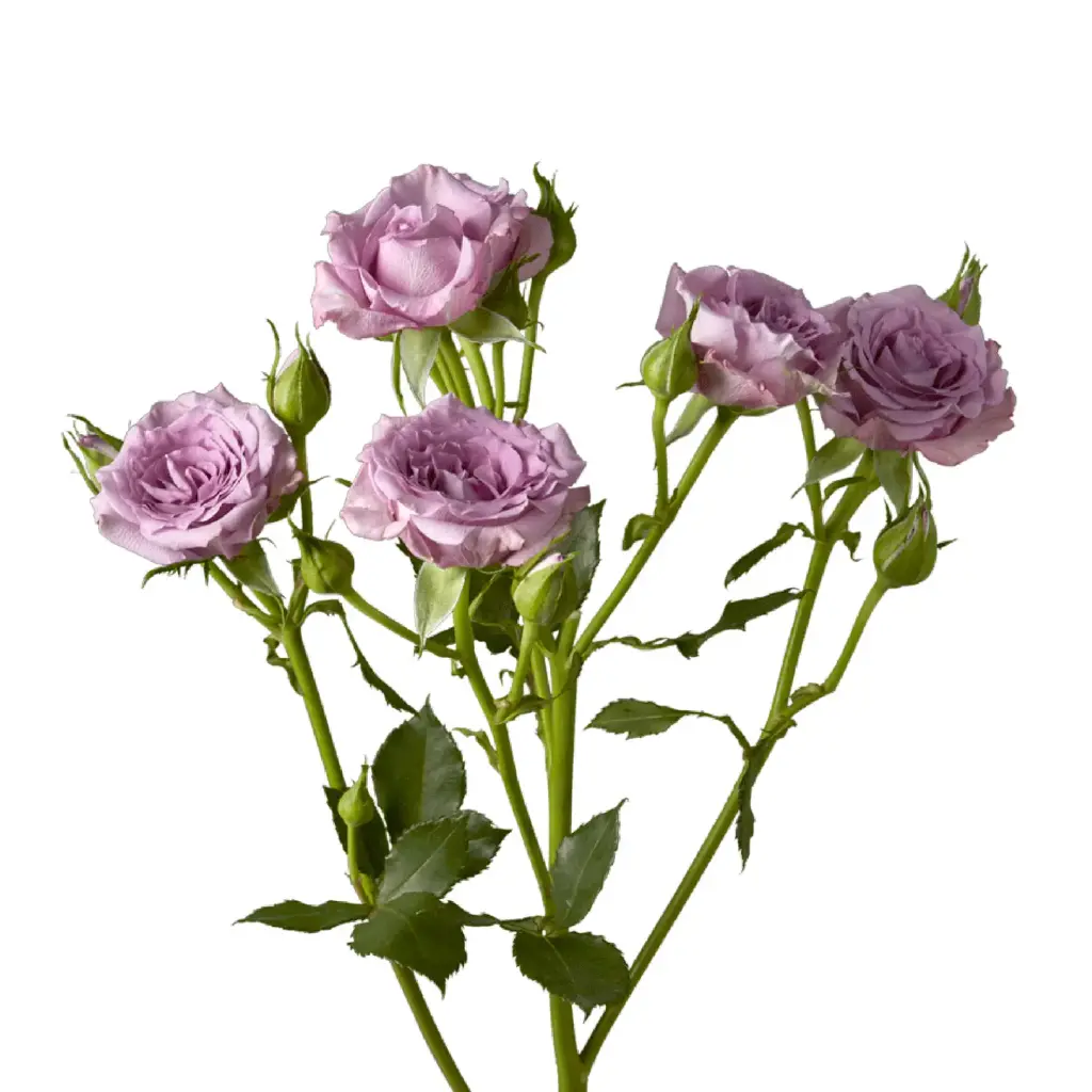 Spray Roses Silver-Lavender Mikado 