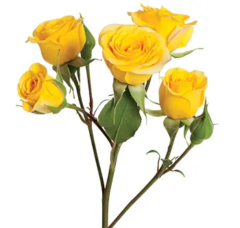 Spray Roses Yellow Jenny 