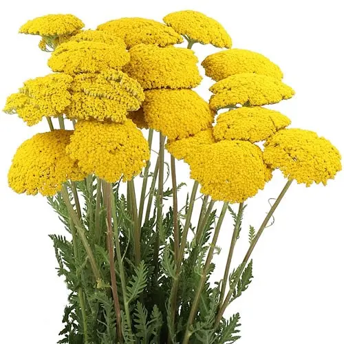 Achillea Yellow Parker 