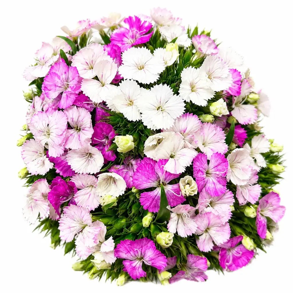 Dianthus Ball Rose Magic 