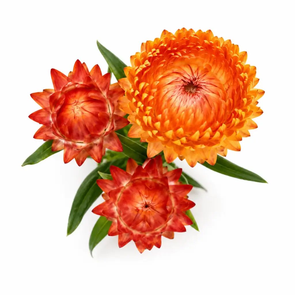 Helichrysum Monstrosum Salmon Rose