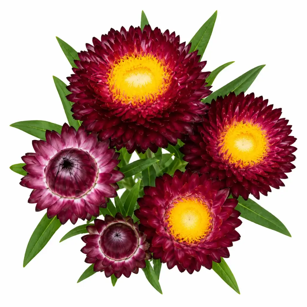 Helichrysum Monstrosum Purple