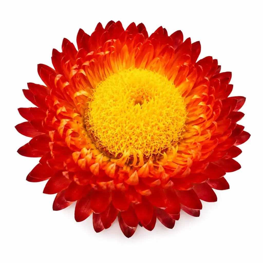 Helichrysum Monstrosum Cooper Orange 