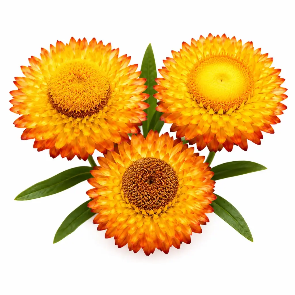 Helichrysum Monstrosum Golden Yellow 