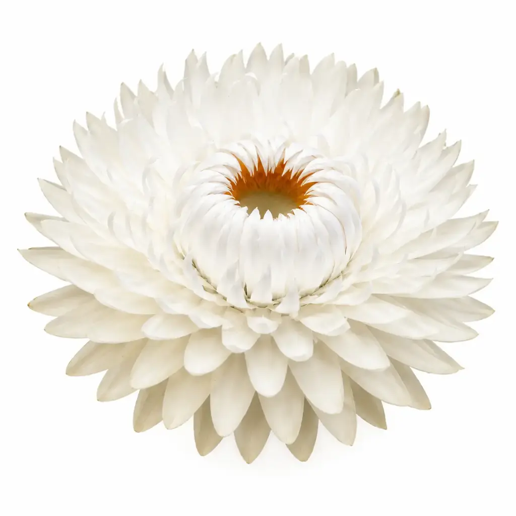 Helichrysum Monstrosum Vintage White 