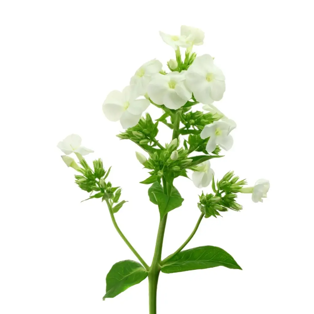 Phlox Ice Cap 