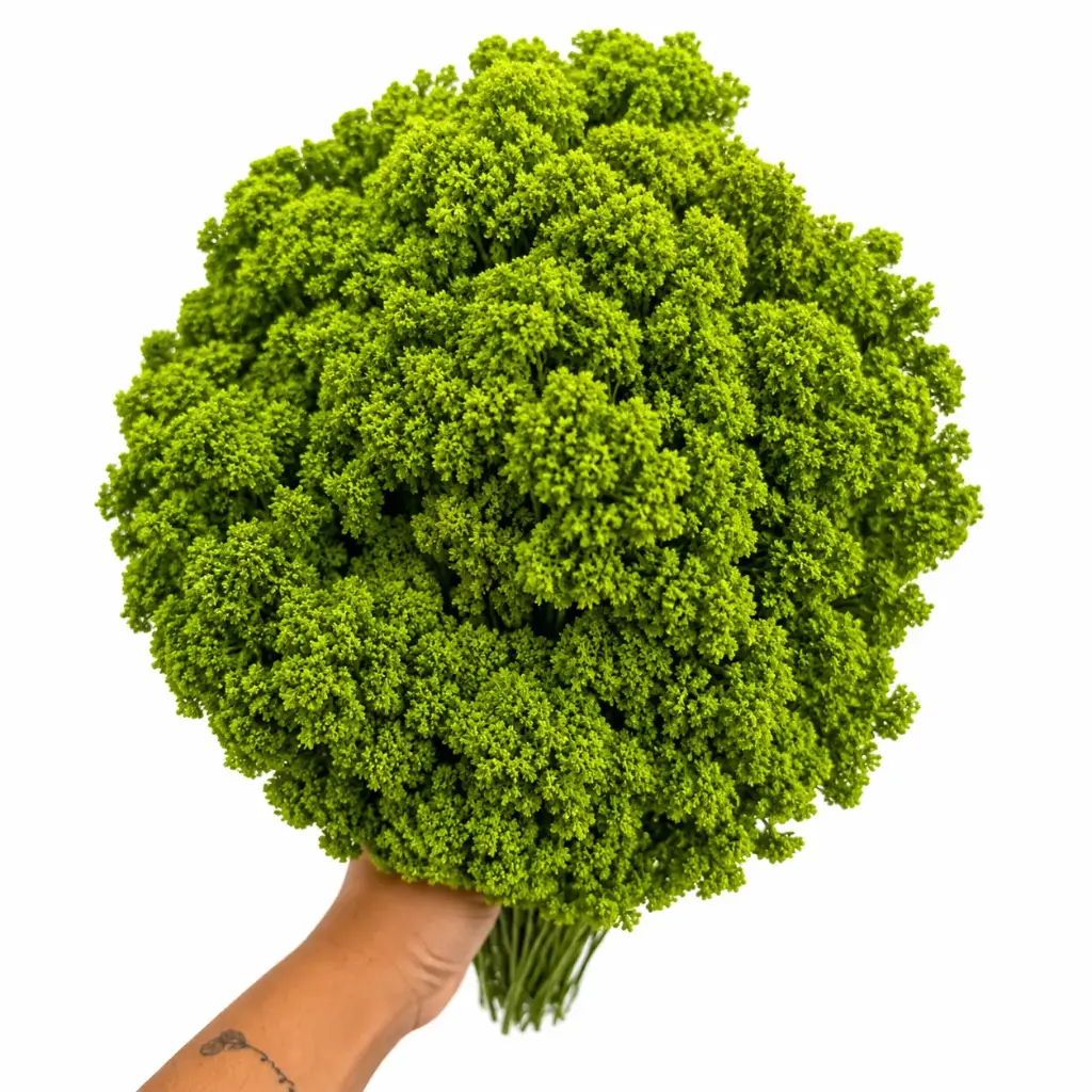 Trachelium Green Briba