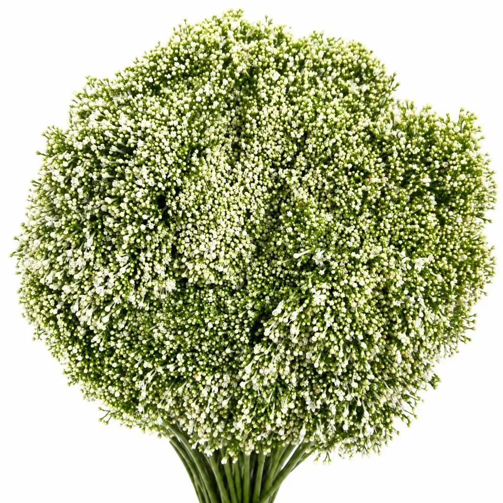 Trachelium White Corine