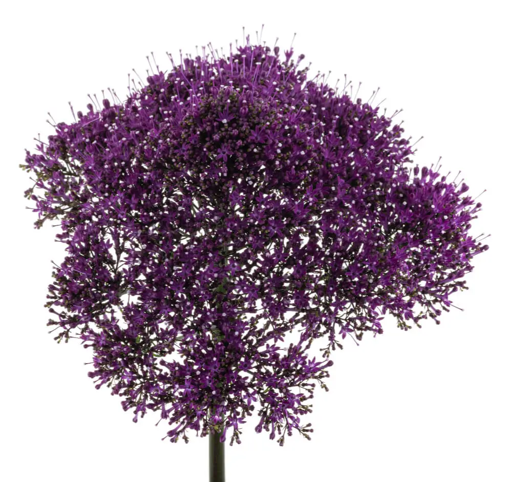 Trachelium Red Corine