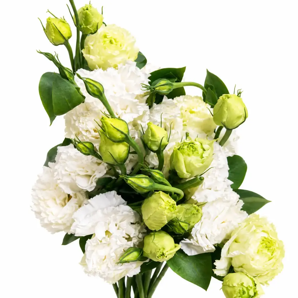 Lisianthus White Voyage