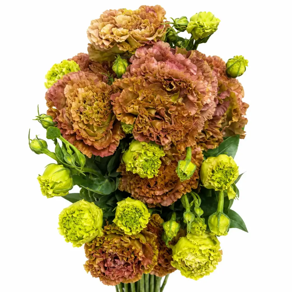 Lisianthus Rosanne Terracotta
