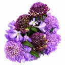 Scabiosa Soft Scoop