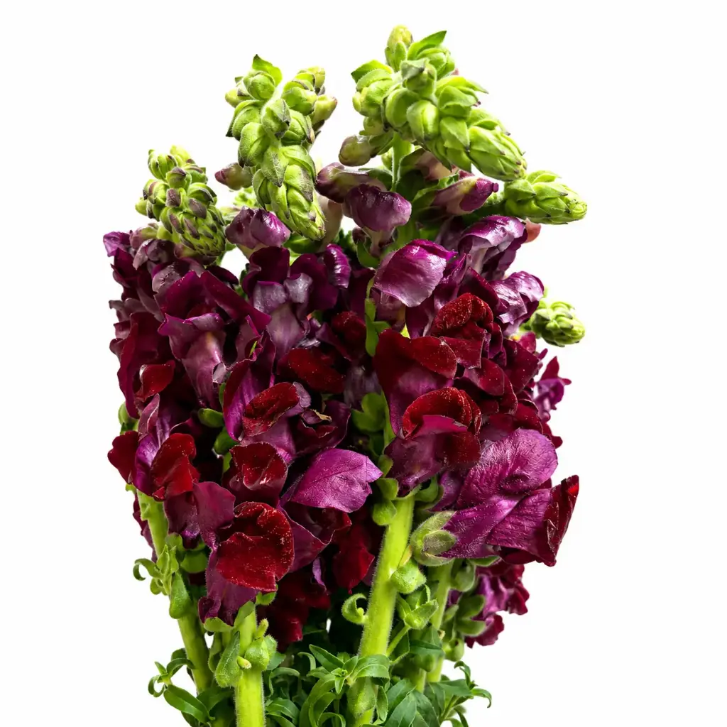 Snap Dragon Potomac Red 