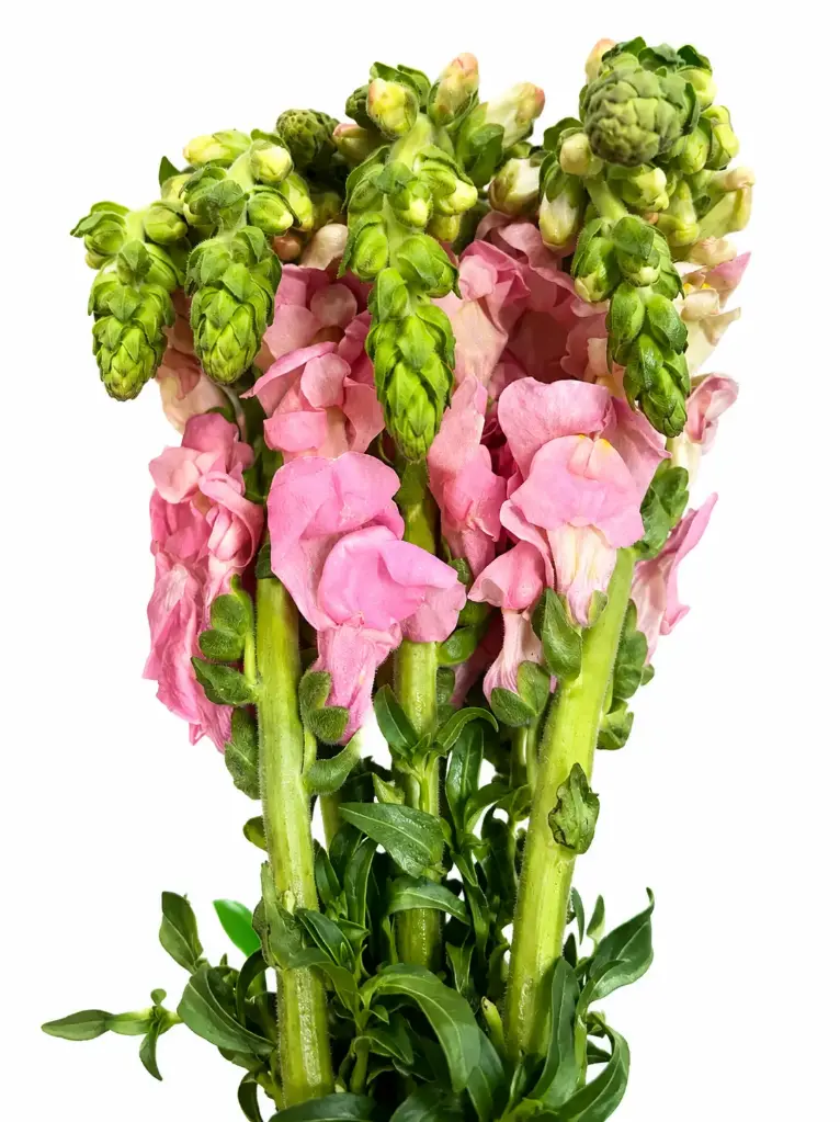 Snap Dragon Potomac Pink 