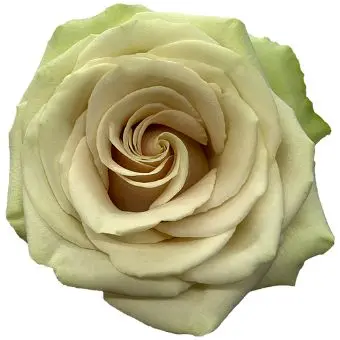 40cm Roses Sand Pompei