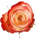 50cm Roses Bi-Color Red/White Farfalla  