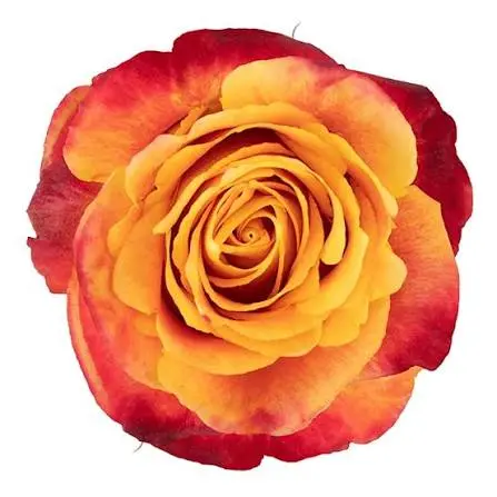50cm Roses Variegated Orange Silantoi 