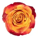 50cm Roses Variegated Orange Silantoi 