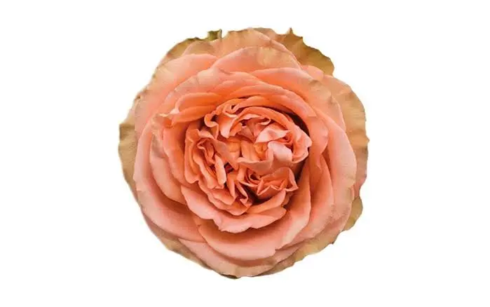 50cm Garden Rose Country Home 