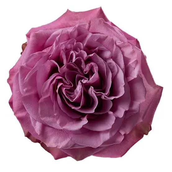50cm Garden Rose Queens Crown 