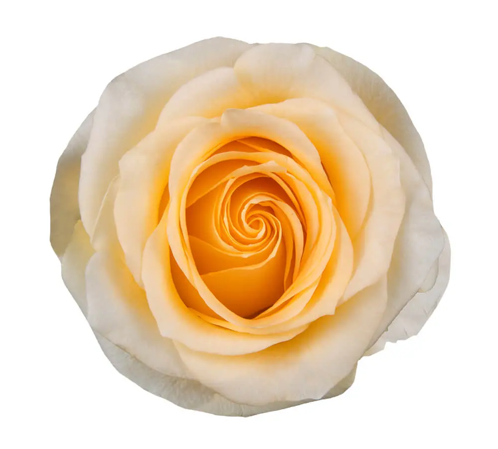  40cm Roses Creme De La Creme 