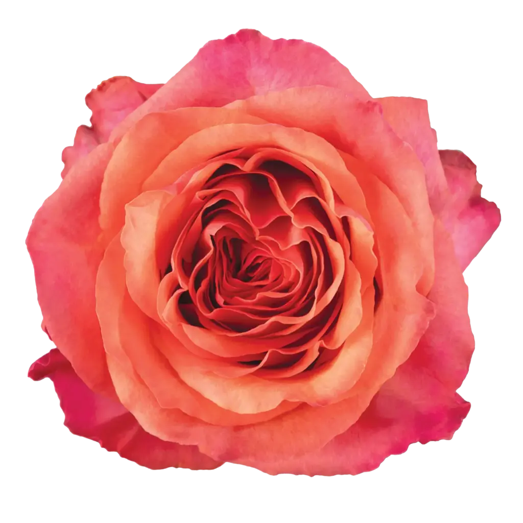 50cm Roses Orange/Pink Aquarelle