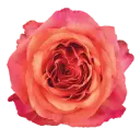 50cm Roses Orange/Pink Aquarelle