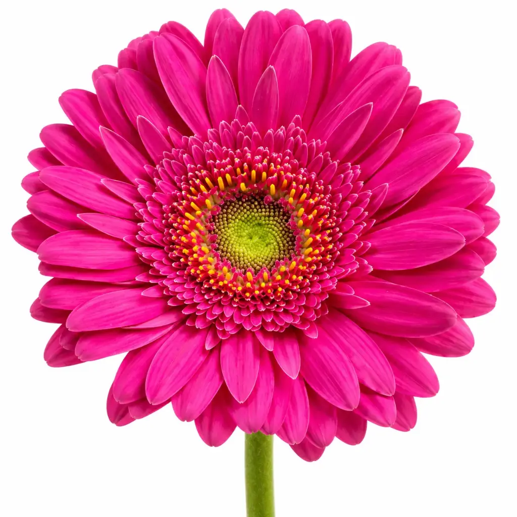 Gerberas Hot Pink Mermaid (10st)