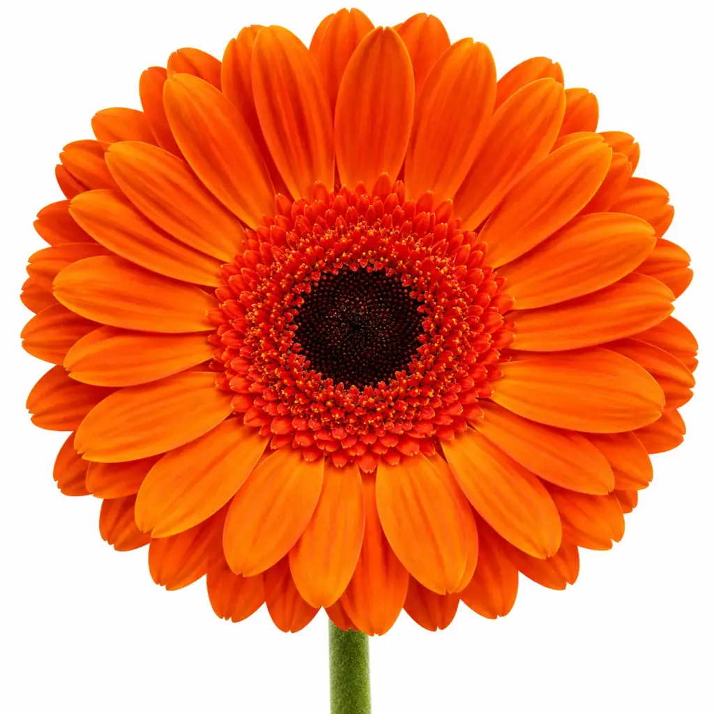 Gerberas Orange Mondello (10st)