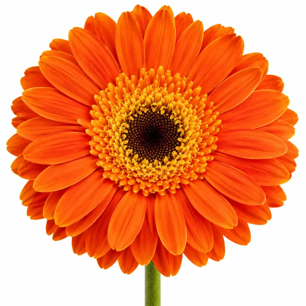 Gerberas Orange Dune (10st)